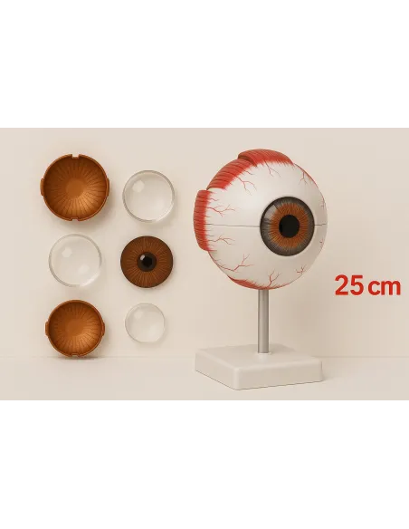 Szem modell|opticraft.eu